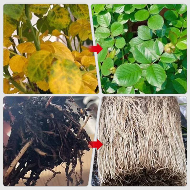 1+1 Free | Plant Nutrient Solution